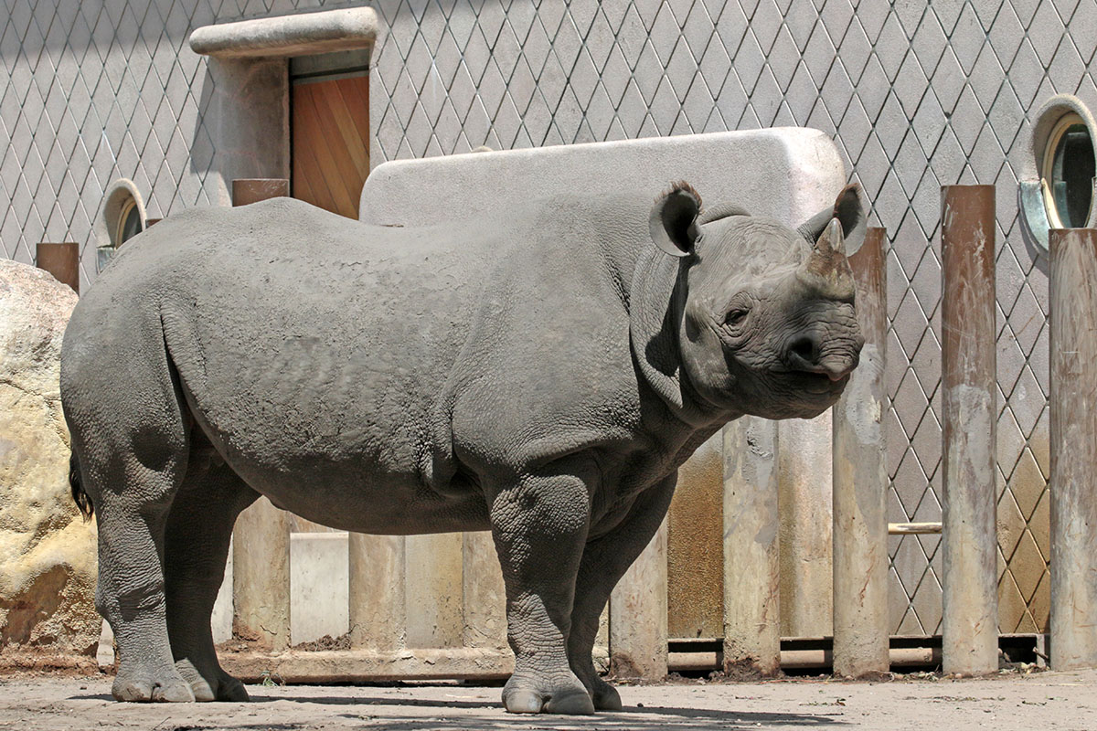 Zwarte neushoorn - Blijdorp